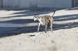 WHIPPET 211